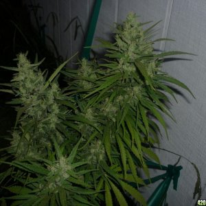 Oct_9th_Big_Plant12