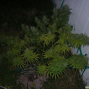 Oct_9th_Big_Plant13