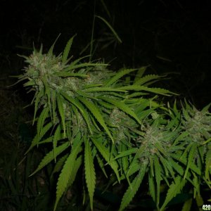 Oct_9th_Big_Plant17