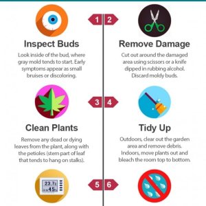 stop-gray-mold-botrytis-bud-rot-cannabis-infographic-sm-3 (1).jpg