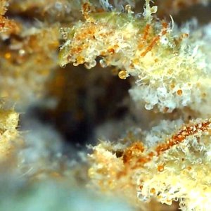 Malawi x Pakistani Chitral Kush-Day 78F Trichomes-b.jpg