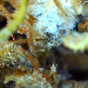 Malawi x Pakistani Chitral Kush-Day 78F Trichomes-c.jpg