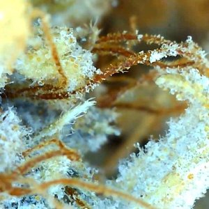 Malawi x Pakistani Chitral Kush-Day 78F Trichomes-d.jpg