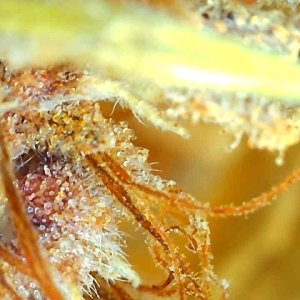 Malawi x Pakistani Chitral Kush-Day 78F Trichomes-e.jpg