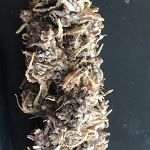 Malawi x Pakistani Chitral Kush-Trim Day-o.JPG