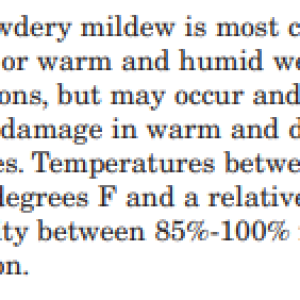 Powdery mildew.PNG