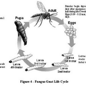 fungus_life_cycle.jpg