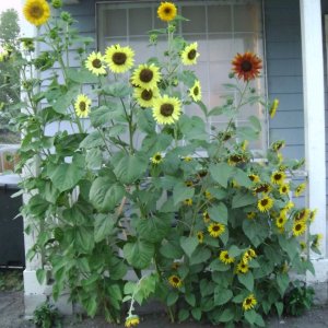 RG - Sunflowers--00.JPG