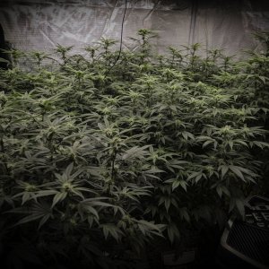 September 13th end of week 4 flowering Pic 1.jpg