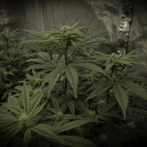 September 13th end of week 4 flowering Pic 2.jpg