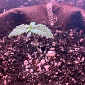 2849733_mango-kush-bag-seed-grow-journal-by-checkthosetrichscustommango-kush---bag-seed.jpg