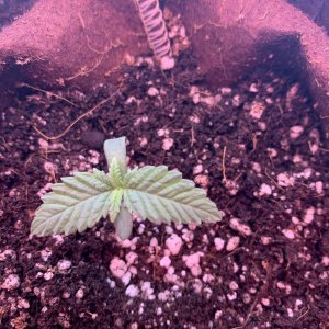 2849734_mango-kush-bag-seed-grow-journal-by-checkthosetrichscustommango-kush---bag-seed.jpg