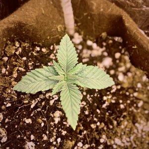 2869653_mango-kush-bag-seed-grow-journal-by-checkthosetrichscustommango-kush---bag-seed.jpg