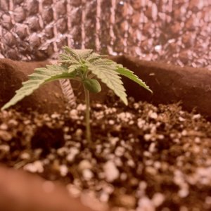 2869655_mango-kush-bag-seed-grow-journal-by-checkthosetrichscustommango-kush---bag-seed.jpg