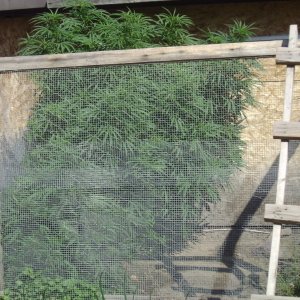 Ravenplume Grow 2020 - 20200911.JPG