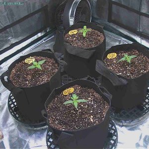 Day 14 Seedlings.jpg