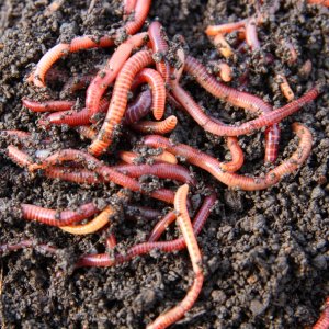 worms.jpg