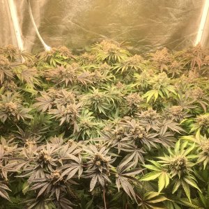 91sdGW4scrog.JPG