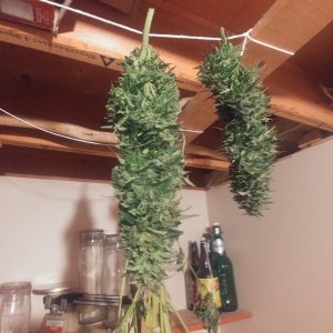 two big colas.jpg