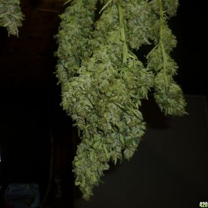 Oct_10th_Big_Plant_Hanging