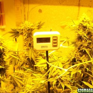 Grow_Room_10-12_2_640x480_