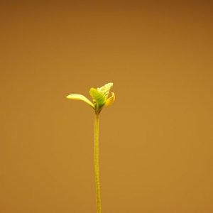 yellowing leaves