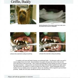 Buddy-Teeth-Cleaning