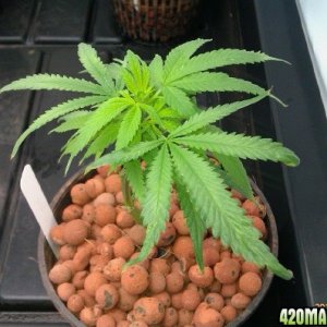 Chocolope(D-Line) DNA