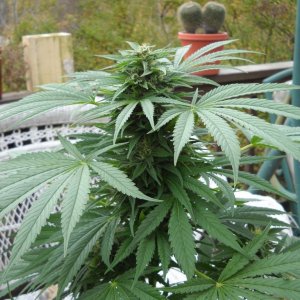 Woodsman Outdoors 10-14 Bubba_Kush_Cola