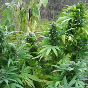 Woodsman Outdoors 10-14 NL_5_Colas