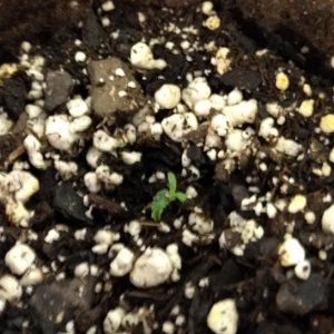 Pink Kush Deformed Seedling.jpg