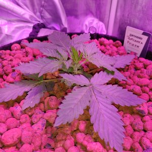 Tropicanna Poison - day 17 - 1.jpg