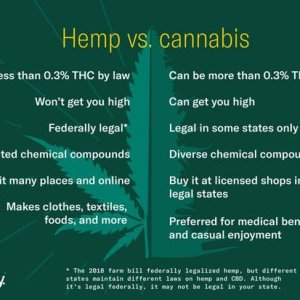 V5_Hemp-vs.-cannabis-Inline-1800-x-1350-Option-1-1024x768.jpg