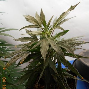 OutdoorGirl041020Clone.JPG