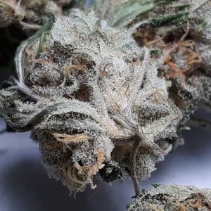 Mrs. Hong Kong Kush Sour D crossed with Sensi Star.jpg