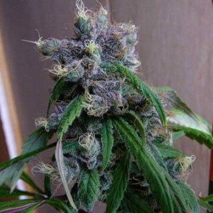 What-Is-Cannabis-Foxtailing-4.jpg