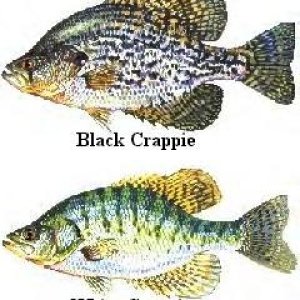 crappie.jpg