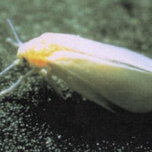 diseases-whitefly-1-1.jpg