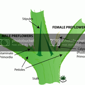 Marijuana-sexing-female-male-1.gif