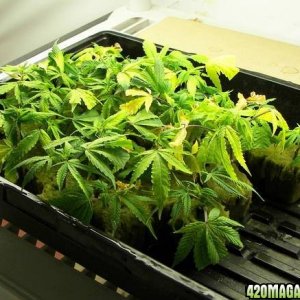 whiteskunk clones