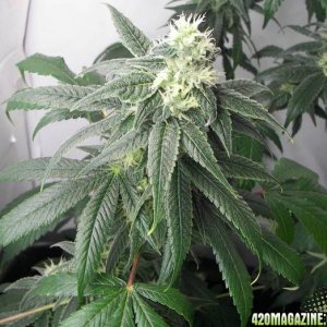 whiteskunk