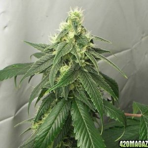 white skunk