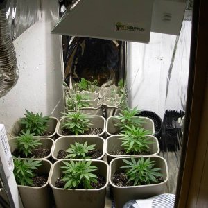 First_Grow_-_Day_43_1_