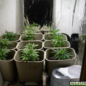 First_Grow_-_Day_43_2_