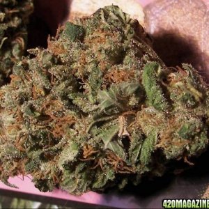 chronic bud