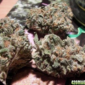 chronic bud