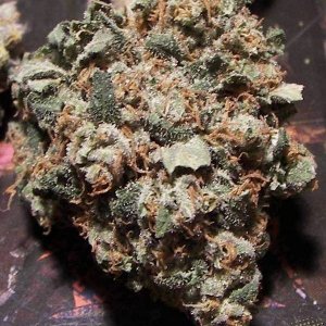 chronic bud