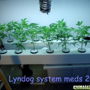 Meds 2006 Lyndog