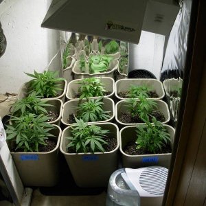 First Grow (Day 48)