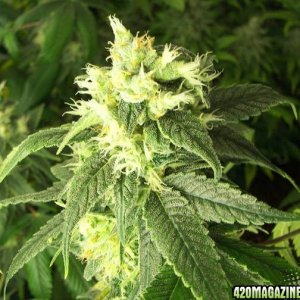 white skunk